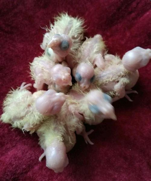 玄凤鹦鹉受精卵鹦鹉蛋受精可孵化物鹦鹉虎皮原始云斑手养鸟种蛋.