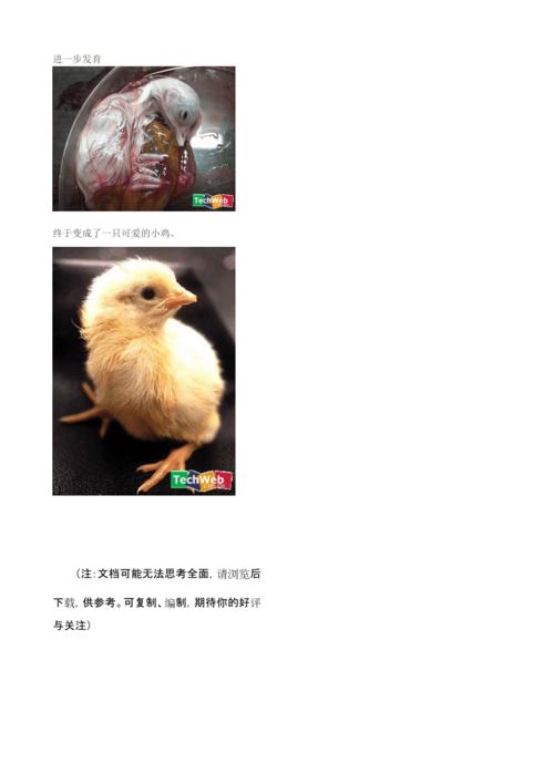鸡蛋变小鸡全过程