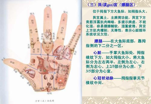 心脏——手掌大鱼际处,拇指 横纹下方,如大拇指大小.