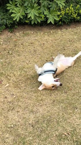 小柯基就喜欢在地上打滚_柯基_宠物_狗