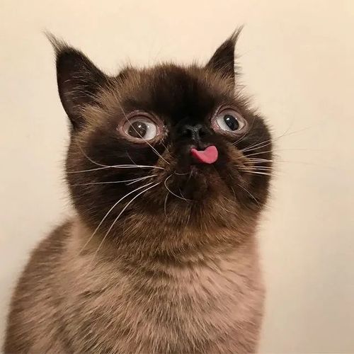 一只爱吐舌头卖萌的小猫,也太可爱了!