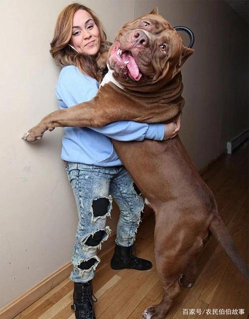 这可能是目前为止世界上最大的狗了吧,站起来都快要比主人高了!