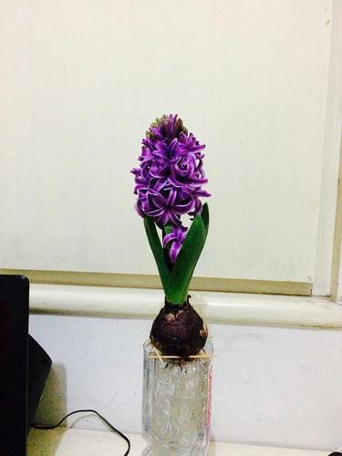 水培风信子开花啦
