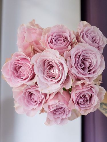 今日分享90珂赛特 玫瑰_iphone_点缀生活的鲜花_家居家装_家居装饰