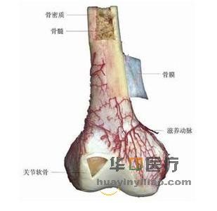 多发性骨髓瘤的发病原因是什么