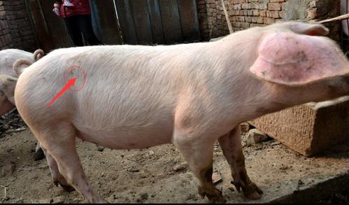 (3)母猪:让母猪站立或侧卧均可,用长针头在肷窝部扎入,接上输液管.