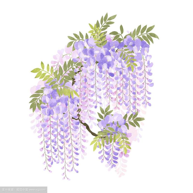 节气四月谷雨盛开的紫藤花插画