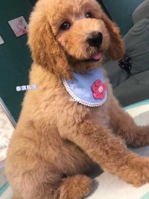 巨贵|香槟色巨贵宝宝简直是美到爆啊!_香槟色_大眼睛