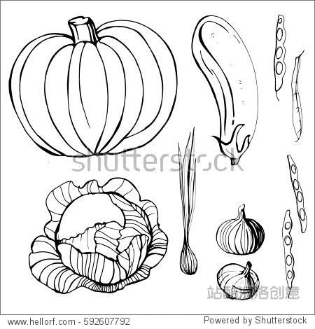 pumpkin cabbage eggplant onions beans. vector illustration