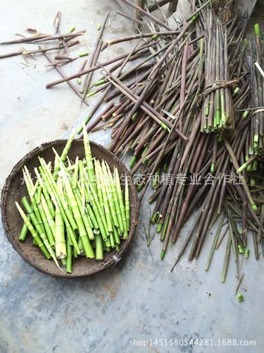 16年新货武当山神农架笋干春雷笋干 野生小竹笋干嫩笋尖干货