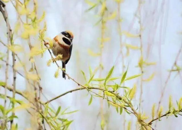 【翠微风韵】辛丑杏月|一径花深留蝶梦,满林风动觉莺啼(总第187期)