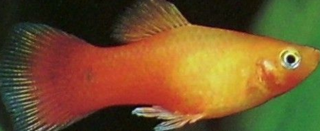 橙色尾巴的小鱼是啥鱼