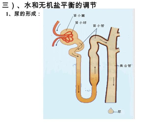 (一),水的平衡 (二),无机盐的平衡 (三),水和无机盐平衡的调节 学法