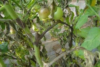 番茄晚疫病的控制措施