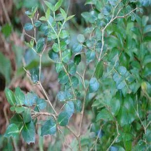绣花针草药的功效作用绣花针草药怎么吃
