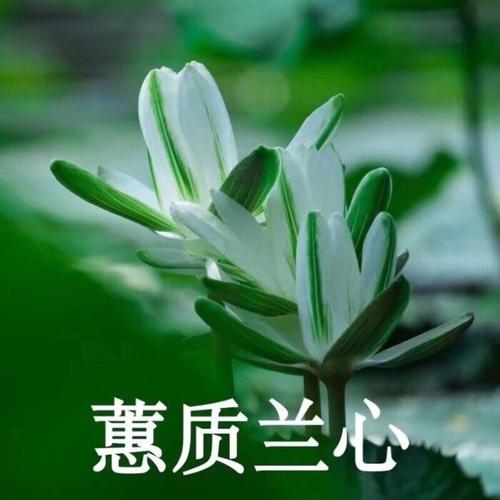 阿言:佛系小莲花 一系列 暴躁莲花 微信头像 家长头像 母亲惯用