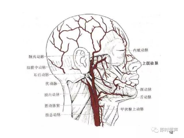 颈部血管超声正常解剖及常见病的超声诊断标准-娱乐频道-手机搜狐