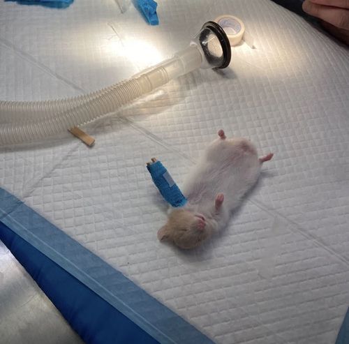 因骨折被救治的小仓鼠!