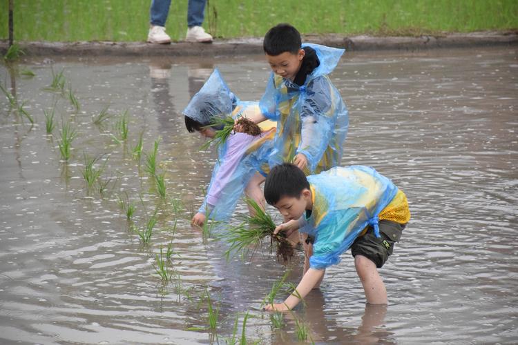 小朋友们穿着雨衣,撸起袖子,卷起裤腿在水田插秧记者 汪媛颖 摄"左手