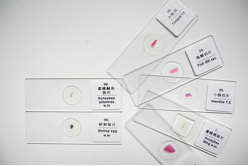 100种动物装片 生物教学器材标本切片玻片显微镜玻片