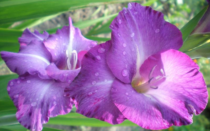 紫罗兰花语壁纸图片