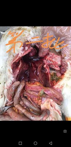 他发现的比较早一些,鸭子一天死几十个,当时的症状虎斑心还没有完全