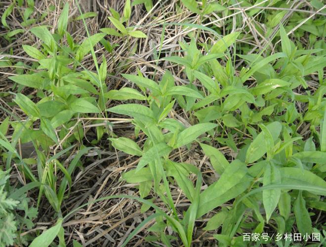 农村山里这种野菜,是美味也是草药,民间常用它来治疗蛇虫咬伤