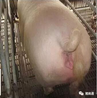 一, 妊娠母猪在临产前有哪些表现