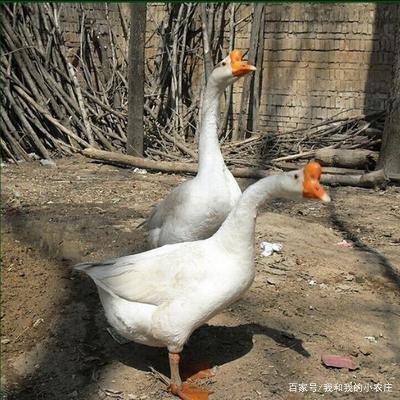 母鹅养殖多久产蛋,所有的鹅品种开产时间都一致吗?