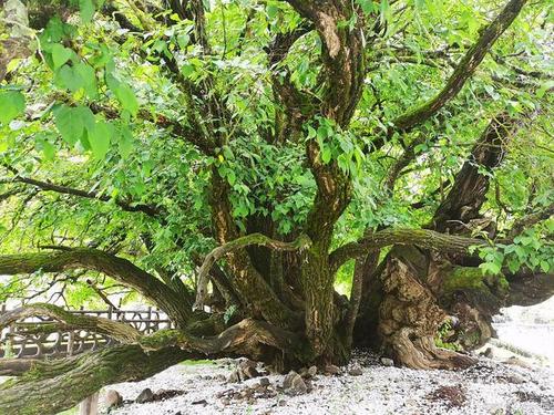 桑树老桩做成盆景,好看结果还能吃