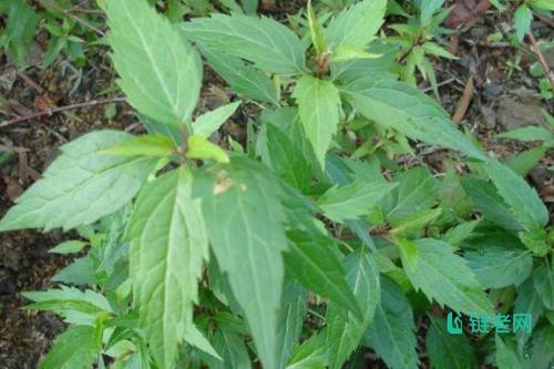 泽兰和的泽兰根的功效作用