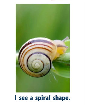 what shape do you see from the snail?