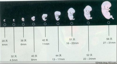 胎儿发育过程图片(全过程)