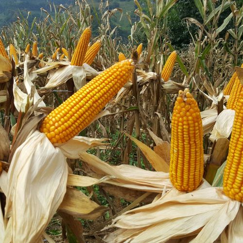 胜玉8号玉米种子 2kg