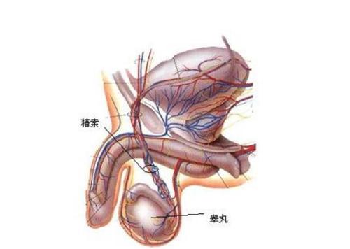 生理学我是如何记住男性睾丸的4个细胞的