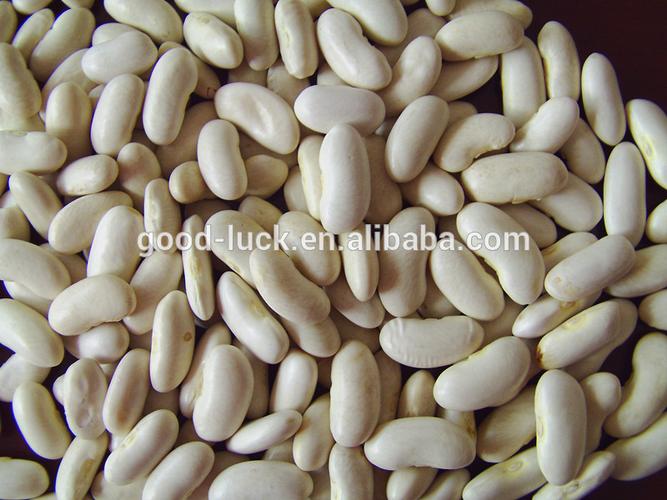 chinese white haricot beans long shape , new crop