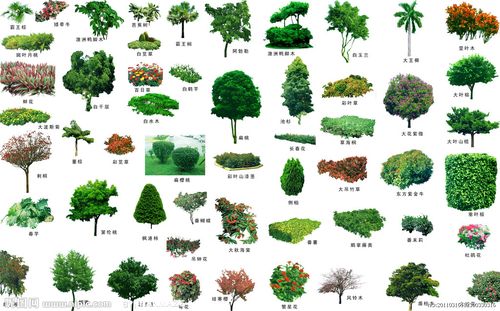 7176×4465像素 格式:psd配名植物 园林配名素材集; 园林配名景观植物