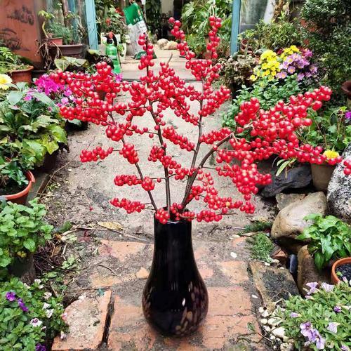 北美冬青好看好养又耐寒冬天红果挂满树200天不落