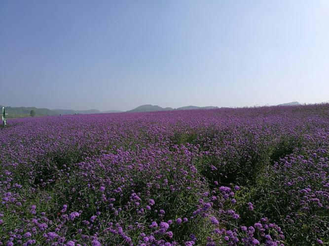 富川神仙湖花海攻略,富川神仙湖花海门票/游玩攻略