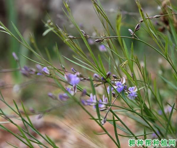 【禾草类】远志(远志科)_图片_耕种帮种植网