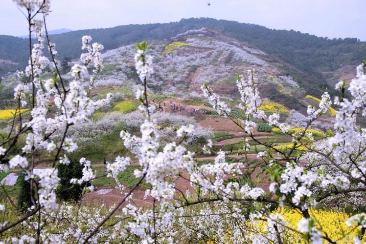 大邑大坪山休闲徒步一日游_成都到大坪山赏乌梅花休闲