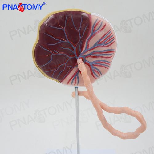 仿真医学人体胎盘带脐带模型脐动脉妊娠胚胎脐带妇产科计生标本