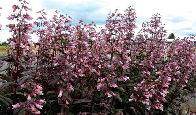 春季开出一串串钟型小花钓钟柳适合养成盆栽的多年生草花
