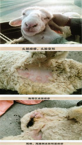 羊身上长痘痘怎么办羊痘治疗方法得了羊痘怎么治