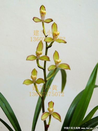 最爱之紫金龙梅