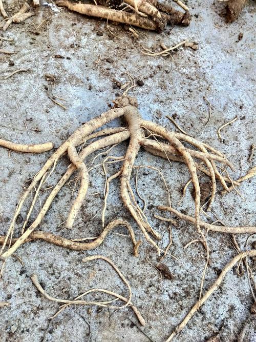 *生党参 *生新鲜老纹党