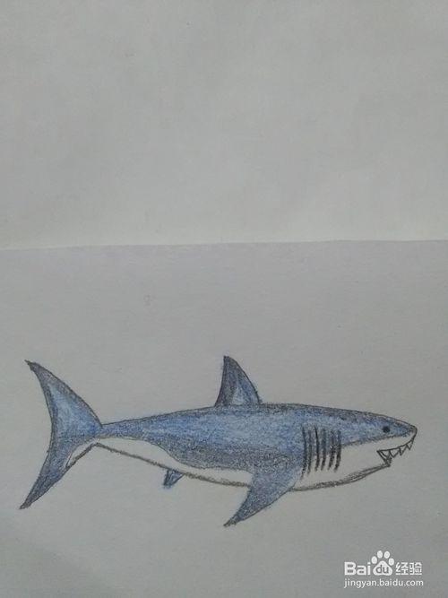 巨齿鲨怎么画