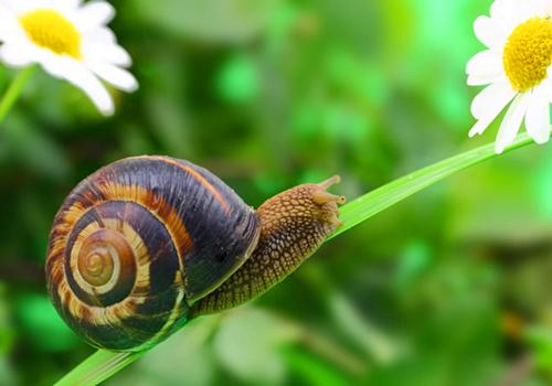 简单有趣蜗牛背景_缓慢行动的小蜗牛