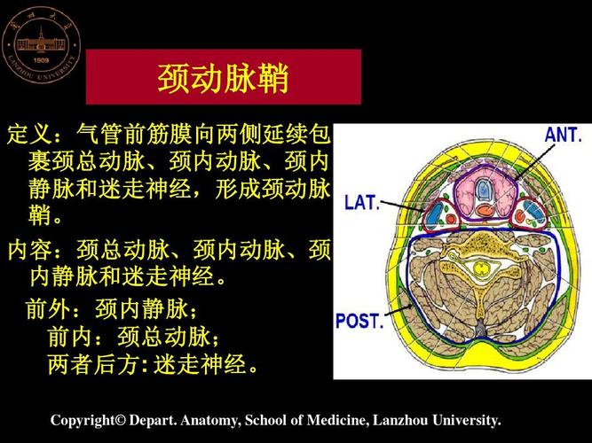 颈动脉鞘 定义:气管前筋膜向两侧延续包 裹颈总动脉,颈内动脉,颈内