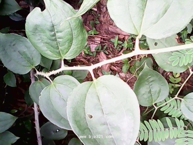 萆薢的功效与作用